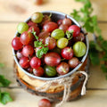 Red Gooseberry Plant Live, Gooseberry Bush Live Plant 5 to 9 Inch Tall, Gooseberry Fruit Tree
