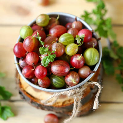 Red Gooseberry Plant Live, Gooseberry Bush Live Plant 5 to 9 Inch Tall, Gooseberry Fruit Tree