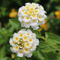 Lantana Live Plant for Planting Outdoors, Set 2 Live Lantana Plants, 4 to 7 Inch Tall, Lantana Perennial Plants, Ready to Plant, White