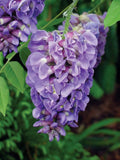 Purple Wisteria Tree Vine Plant Live 6 to 15 Inch Tall, for Planting Outdoors, Wisteria Tree Live Plant