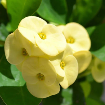 Yellow Crown of Thorns Plant Live, Euphorbia Milii Plant Live Potted 4 Inc, Cactus Plants Live Houseplants