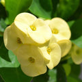 Yellow Crown of Thorns Plant Live, Euphorbia Plants Live, Euphorbia Milii Plant Live, Cactus Plants Live Houseplants, 4" Pot