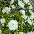 Camellia Plants Live, Rare Camellias Tree Live Plant, Vibrant Flower Shrub, Well-Rooted in Pot, Indoor Outdoor Flowering Zones 7-10 (White)