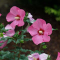 Dark Pink Rose of Sharon Plant Live 4 Inch Container, Hardy Hibiscus Plant Live, Althea Hibiscus Syriacus Flowers