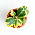 Live Variegated Hoya Kerrii Plant, Hoya for Pot or Hanging Basket, Live Indoor Plants for Home or Office