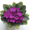Purple African Violet Plants Live in Pot, Flowering Violets Indoor Outdoor Blooming, Vibrant Color Houseplant Décor Year-Round