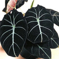 2 Black Velvet Alocasia Plants Live Houseplant for Indoor Outdoor Growing, 4 to 8 Inches Tall, Rare and Hardy