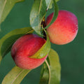 Peach Tree Live Plant, Outdoor Garden Fruit Tree, 1-2 Ft Tall