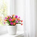 Set 2 Mix Easter Cactus Plants Live, Assorted Holiday Easter Cactus Live Plants, 2 Inc Pot, 3-5 Inc Tall, Vibrant Bloom Color Succulent Houseplant