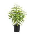 Moringa Tree Live Plant, Moringa Plant, Malunggay Trees Live Plants, 4-8 Inches Tall, Indoor Outdoor Growing