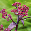 Pink Sedum Plant Live, Live Sedum Plant Pot, 3 Inches Pot, Sucullent Plant Live