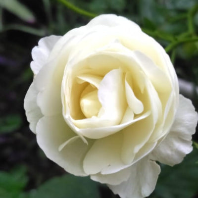 Creamy White Rose Bushes Ready to Plant, Climbing Roses Live Plants Fragrant, 6-8 Inc Tall in Pot, Year-Round Blooming, Can Grow as Bush or Climber