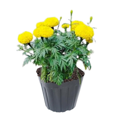 2 Live Plants, Marigold Plants Live, Yellow Marigold Flower Plants Yellow Flowering Plant, 4 to 7 Inc Long Gardening