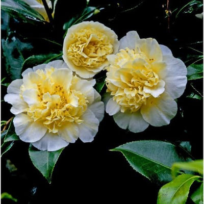 Camellia Plants Live, Rare Camellias Tree Live Plant, Vibrant Flower Shrub, Well-Rooted in Pot, Indoor Outdoor Flowering Zones 7-10 (Yellow White)