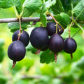 Black Velvet Gooseberry Plant Live, Black Gooseberry Bush Live Plant 5 to 9 Inch Tall, Gooseberry Fruit Tree