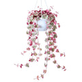 Ceropegia Woodii Variegated String of Hearts Live Plant, Rare Trailing Succulent Vine in 2.5" Pot, Indoor Hanging Plant