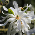 Star Magnolia Tree Live Plant, White Magnolia Shrub Tree Live Plant in 2.5" Pot, 6-12 Inches Tall