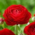 Red Ranunculus Flowers Bulbs for Spring Planting, Perennial Flower Bulbs, Early Spring Flower to Plant Outside, Colorful Blooms Groundcover Bulbs, Top Size