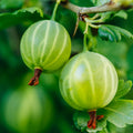 Sweet Gooseberry Plant Live, Gooseberry Bush Live Plant 5 to 9 Inch Tall, Gooseberry Fruit Tree
