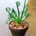 Frizzle Sizzle Albuca Plant Live 3.5 Inch Pot, Rare Spiraling Succulent for for Indoor Growing and Succulent Gardens