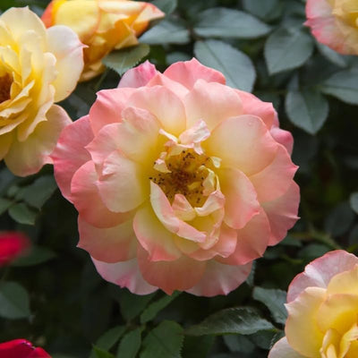 Fragrant Creamy Yellow Rose Plant Live Bush Shrub, Old-Fashioned Rose Summer Rebloomer in 4 Inch Pot
