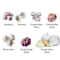 1/2 LB White Garlic Bulbs for Planting in Fall, High Yield Hardneck Garlic Cloves Seeds, Fresh, Cold Hardy and Fast Growing, Various Varieties