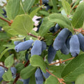 Blue Haskap Berry Plants, Honeyberry Fruit Plant Live, Honeysuckle Plant, 4-6 Inches for Planting Outdoor Garden