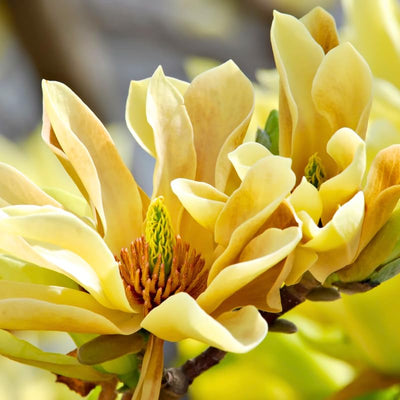 Magnolia Tree Live Plant, Magnolia Flowers Bush, 6-12 Inches Tall, in Pot, Fragrant Magnolia Shrub Ready to Grow (Yellow Bird Magnolia)