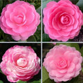 Camellia Plants Live, Rare Camellias Tree Live Plant, Vibrant Flower Shrub, Well-Rooted in Pot, Indoor Outdoor Flowering Zones 7-10 (Pink)