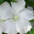 Hibiscus Rose of Sharon Plant Live, 4" Potted Althea Syriacus Flowers for Spring Planting, Hardy Shrub with Vibrant Blooms (White)
