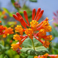 Fragrant Mandarin Honeysuckle Plant Live Vine, Climbing Lonicera Perennial Honeysuckle Plants, 5-10 Inc Tall, No Pot