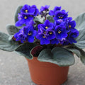Dark Blue African Violet Plants Live in Pot, Flowering Violets Indoor Outdoor Blooming, Vibrant Color Houseplant Décor Year-Round