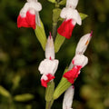Set 4 Hot Lips Salvia Plants 4-7 Inches, Vibrant Red and White Salvia Flowers, Hardy Perennial for Garden and Landscape