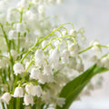 Lily of the Valley Plant Live for Planting, 6 May Lilies Bare Roots, Sweet Fragrant and Weeping White Flowers for Spring Blooms