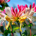 Honeysuckle Plant Live for Planting, Lonicera Honeysuckle Vine, Very Hardy, in 2.5 Inc Pot, Fragrant Pink Yellow Bloom