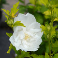 White Rose of Sharon Plant Live 4 Inch Container, Hardy Hibiscus Plant Live for Planting, Althea Hibiscus Syriacus Flowers