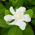 Gardenia Live Plant, White Flower Jasmine Gardenia Plant in 4 Inch Pot, White Gardenia Flower Live Plant, Fragrant Gardenia Plants Live Potted, Live Gardenia Jasmine Flower Starter Plant