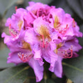 Purple Reblooming Azalea Rhododendron Plant Live in 4 Inch Pot, Azalea Rhododendron Bush Shrub, Bloom in Spring, Late Summer, Fall Rebloom