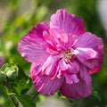 Magenta Rose of Sharon Plant Live 4 Inch Container, Hardy Hibiscus Plant Live for Planting, Althea Hibiscus Syriacus Flowers