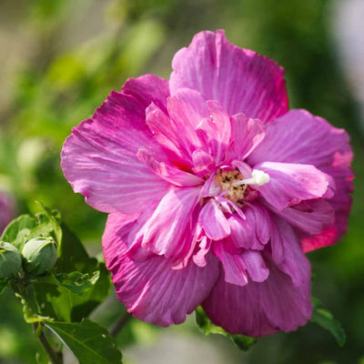 Magenta Rose of Sharon Plant Live 4 Inch Container, Hardy Hibiscus Plant Live for Planting, Althea Hibiscus Syriacus Flowers