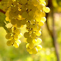 Golden Yellow Grape Vine Live Plant 1-2 Year Old, Sweet Grape Plant Live for Growing, Grape Fruit Well Rooted Plant