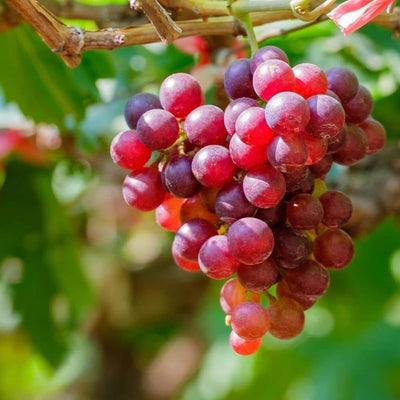 Grape Vine Live Plant 1-2 Year Old, Sweet Grape Plant Live for Growing, Grape Fruit Well Rooted Plant Bareroot (Red Grape)