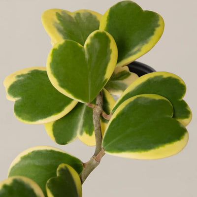 Hoya Kerrii Plant, Variegated Hoya Plant Live Houseplants in 4'' Pot, Well Rooted for Growing Indoor Outdoor