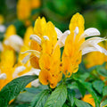 2 Shrimp Live Plants, Yellow Shrimp Plant Live, Justica Brandegeana Plant from 4 Inches Tall Seedling, Ready to Plant, 2 Plants, Live Shrimp Plants