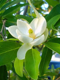 Magnolia Tree Live Plant, Magnolia Flowers Bush, 6-12 Inches Tall, in Pot, Fragrant Magnolia Shrub Ready to Grow (Sweetbay Magnolia)