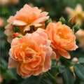 Rose Plant Live Ready to Plant, Fragrant Roses Flowers, in Pot, Ornamental Flowers Indoor Outdoor Home Garden (Orange Rose)