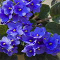 African Violet Live Plant in 4 Inch Pot, Flowering Houseplant, Easy Care Indoor Plant with Vibrant Blooms (Blue African Violet)