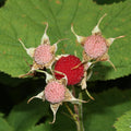 Thimbleberry Raspberry Plant Live for Planting 6 to 12 Inch Tall, Raspberry Bush Live Plant, Sweet Raspberries Fruit Well Rooted