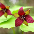 5 Red Trillium Bulbs for Planting Outdoors, Wood Lily Bulbs, Ornamental Plant for Garden