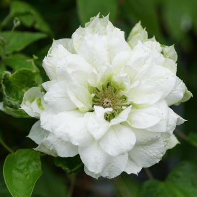 Clematis Vine Plant, Clematis Vine Plants Live in 2.5 Inch Pot, Perennial Climbing Flowers Plants Live for Outdoor Garden
